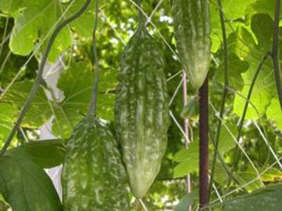 苦瓜新品種　健康優質選
