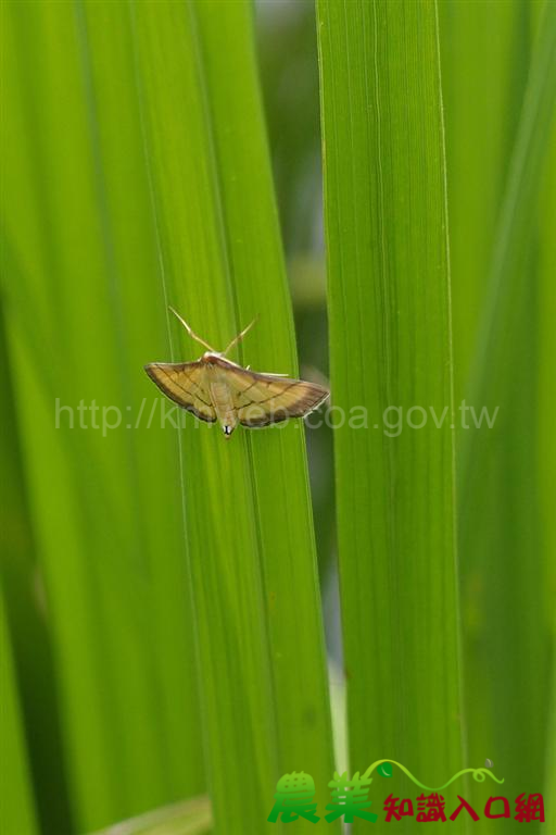 水稻瘤野螟（縱捲葉蟲）正值發生期，請農友注意加強防治措施