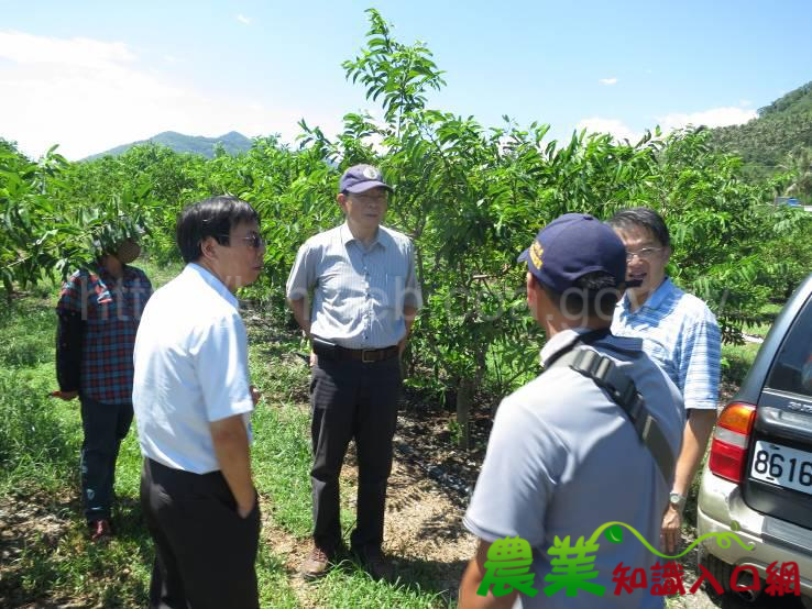 鳳凰颱風過後 臺東場籲請農友加強農作物復育措施