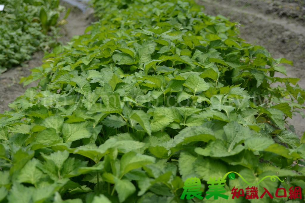 營養野菜透過生產觀摩會散播出去-馬太鞍原住民青年農民野菜生產示範觀摩會