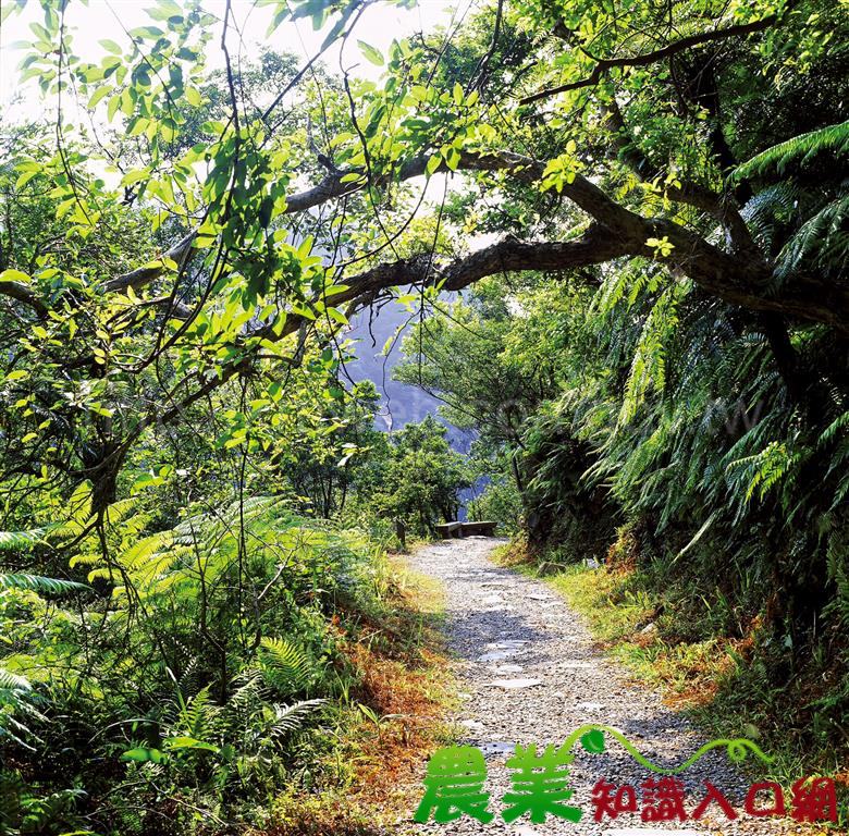 公私協力維護跑馬古道景觀植栽，延伸低海拔山區原生鳥類生態廊道