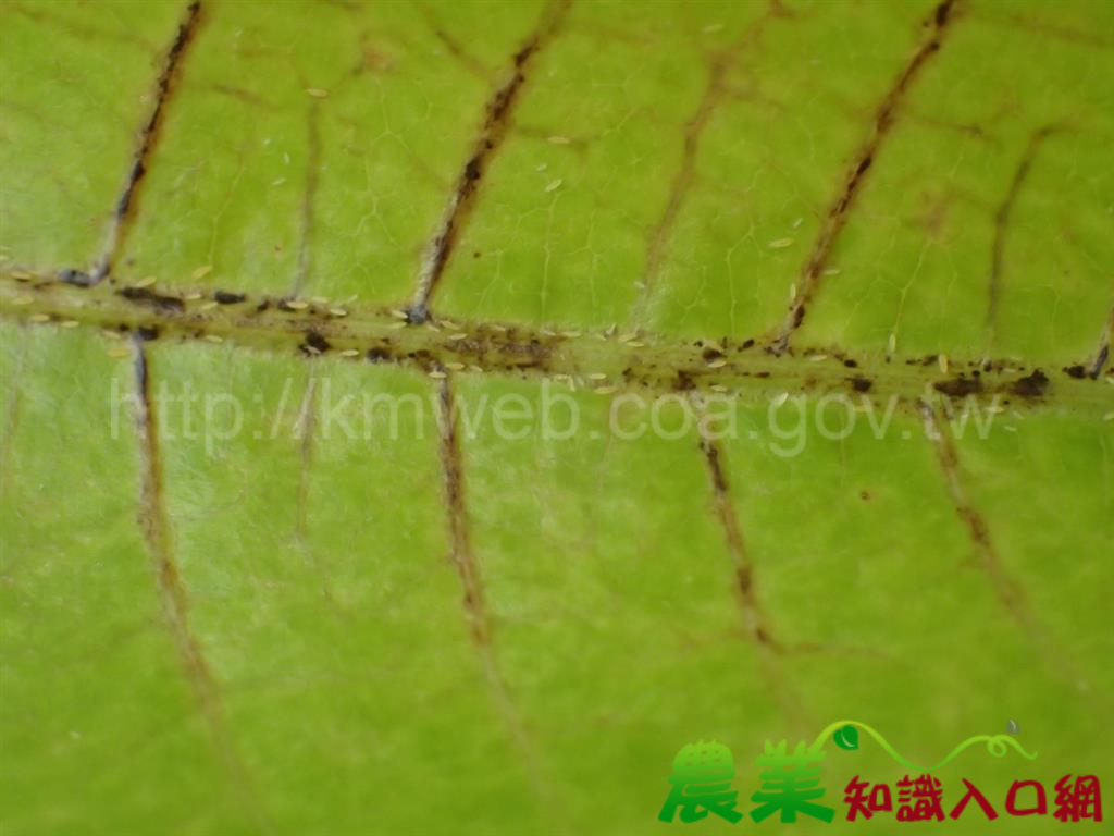 果樹慎防小黃薊馬危害，臺南區農業改良場籲請注意防治