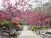 鳥語花香賞春櫻 聆聽鳥語 正是時候