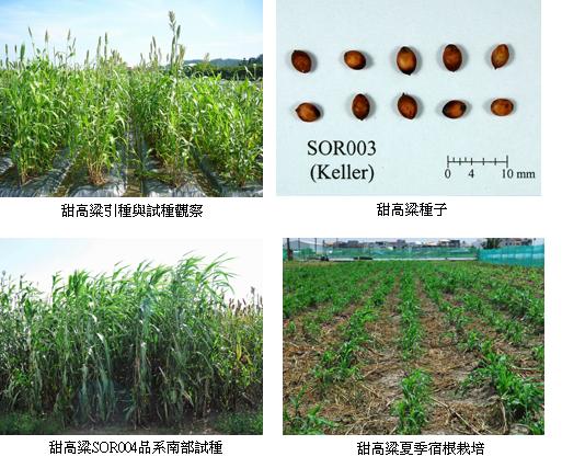 生質酒精新興作物—甜高粱