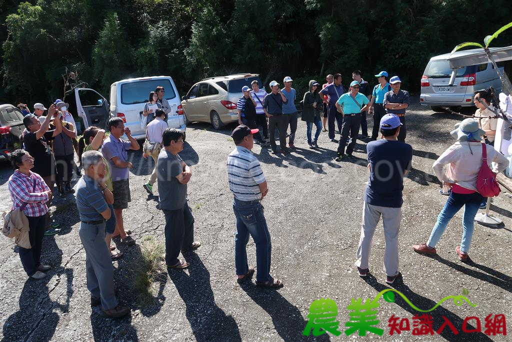 租地注入新活力 臺東林管處輔導林農試辦林下栽培成果豐碩