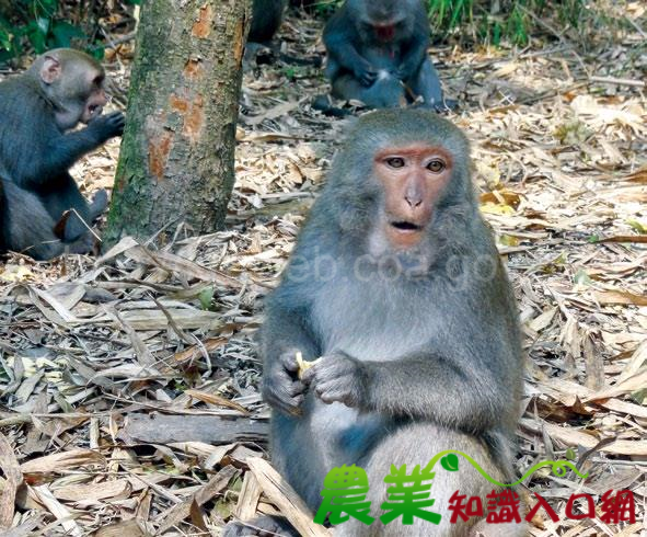 林務局輔導申裝電圍網　防治獼猴兼顧保育