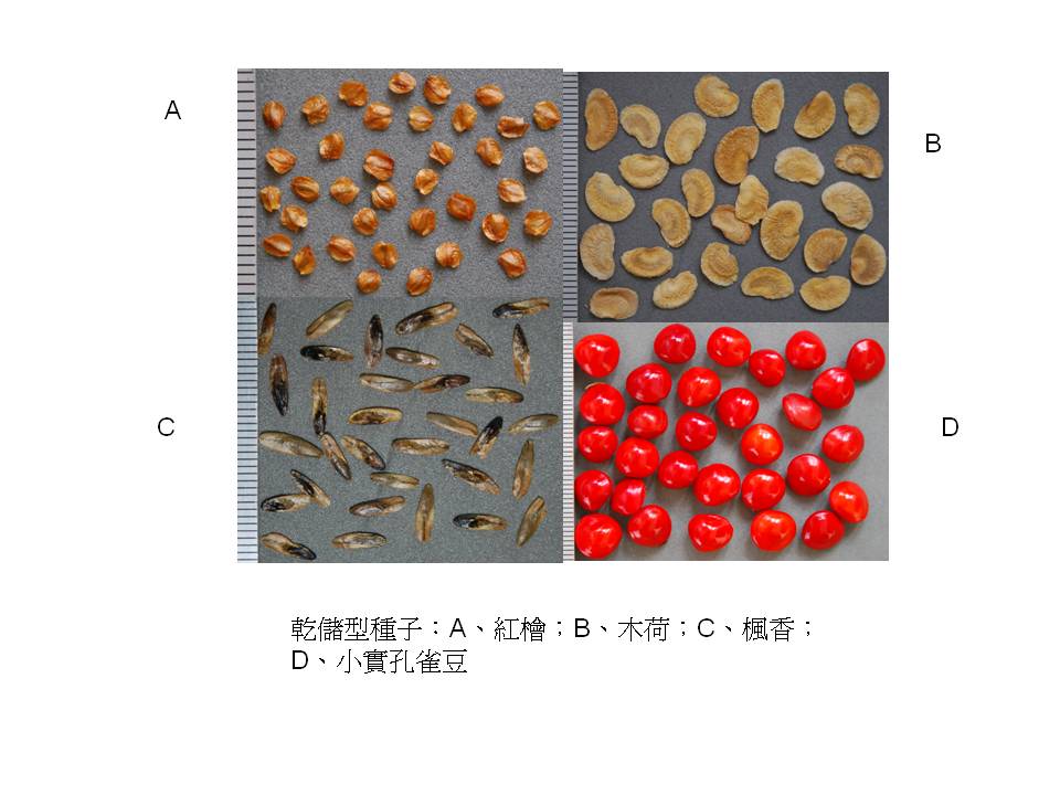 種子的儲藏（一）