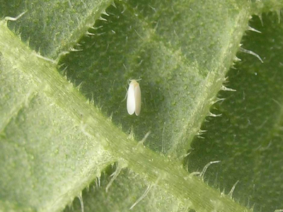 台南地區洋香瓜病毒疫情升高　農民加強防治