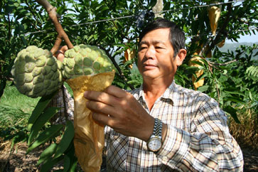 端上國宴的榮耀－斑鳩釋迦產銷班與班長吳文耀創造佳績