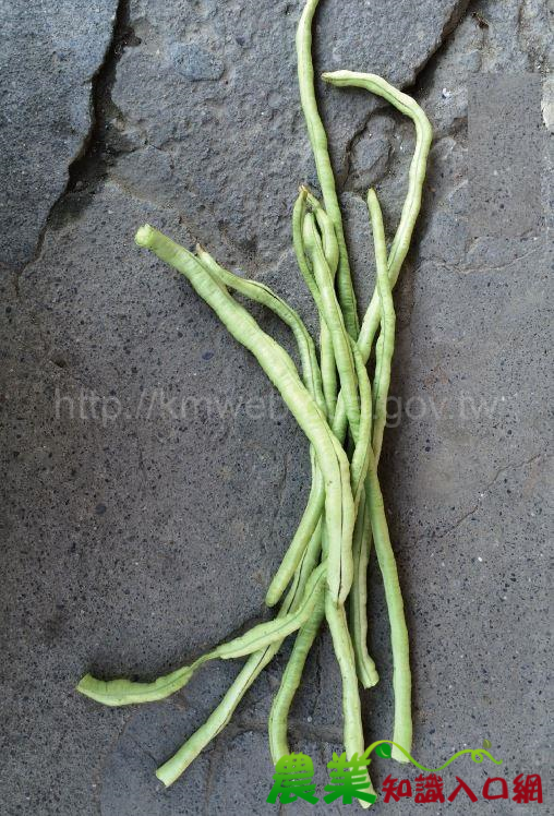 食物保存-《豆菜類》長豆