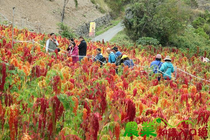 新春假期何處去？來一趟臺灣藜花海之旅吧～