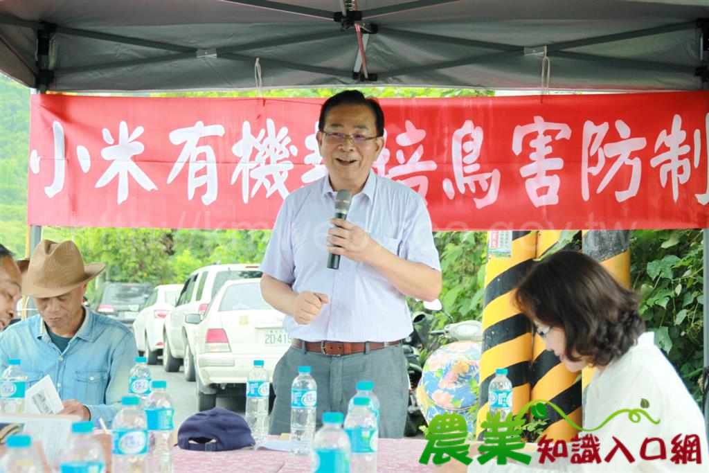 小米有機栽培-鳥害防制有撇步