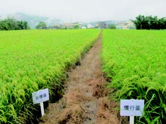 水稻合理化施肥技術成果觀摩