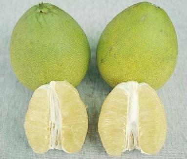 豐年-麻豆鎮的文旦及白柚