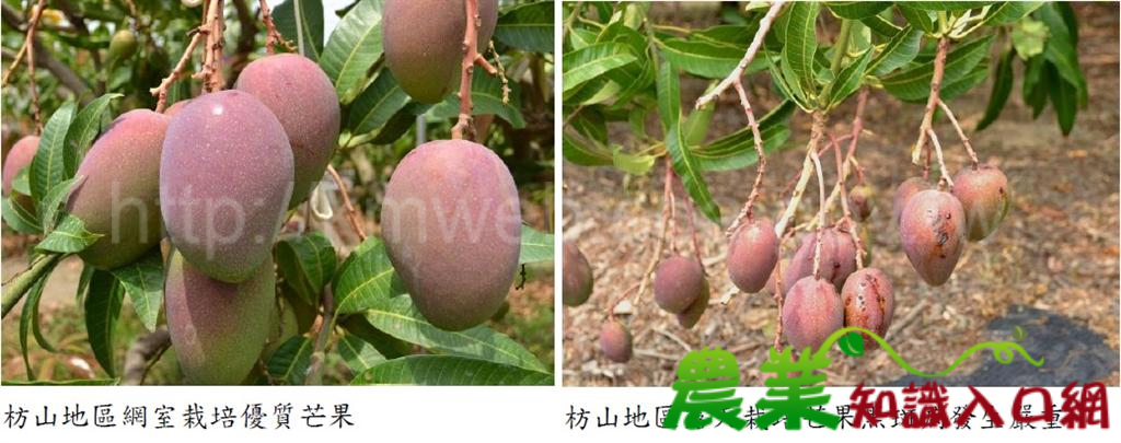 芒果網室栽培既抗風又防病