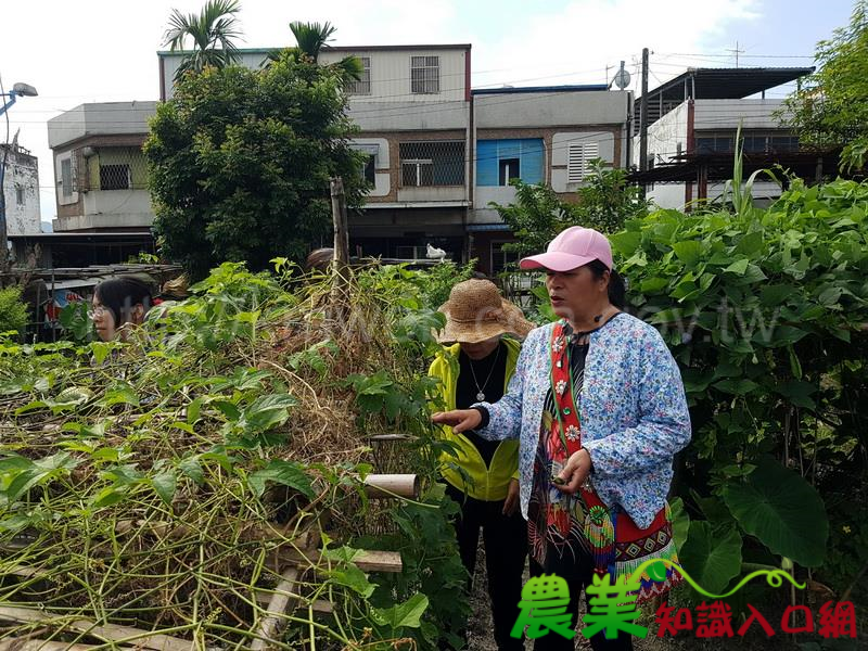 跟著Ina的腳步，認識阿美族的飲食與文化