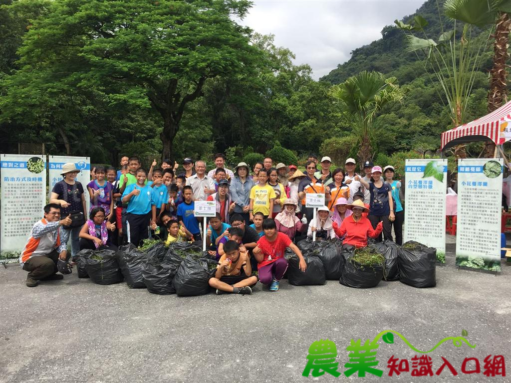 小花蔓澤蘭防治 全民動起來