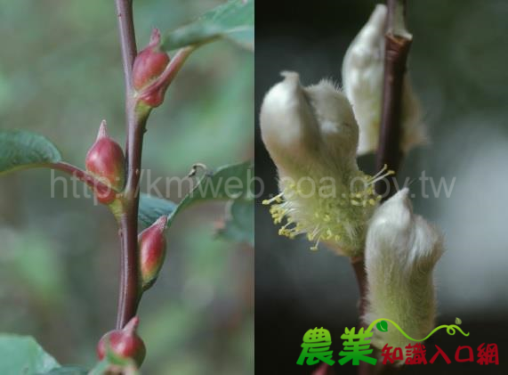 花芽大又紅的銀柳新品種「蘭陽2號」