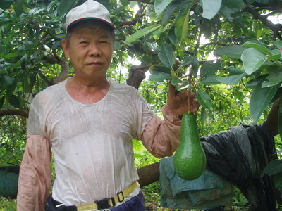 可以安心吃個夠的好酪梨