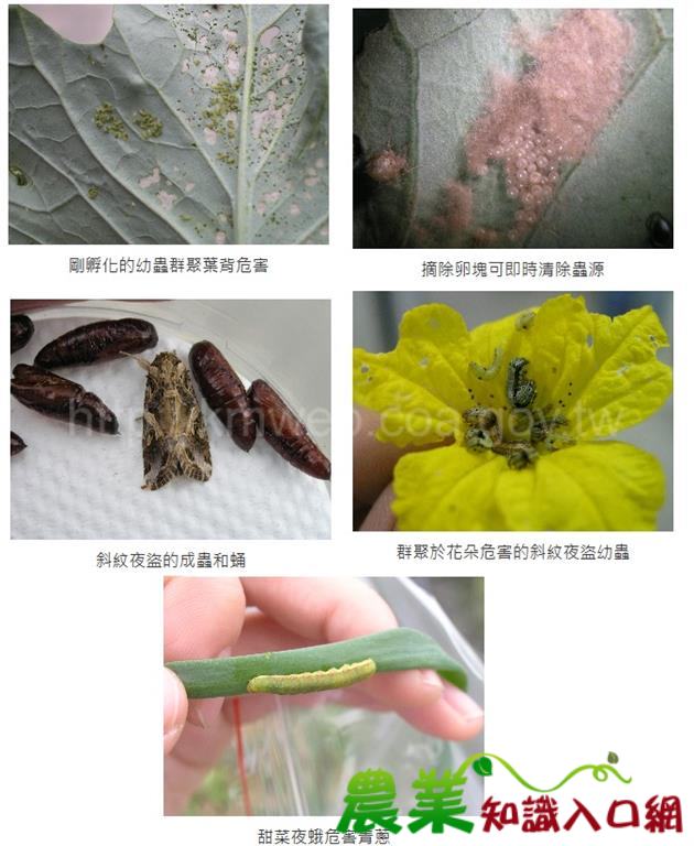 炎熱夏季　慎防夜蛾肆虐