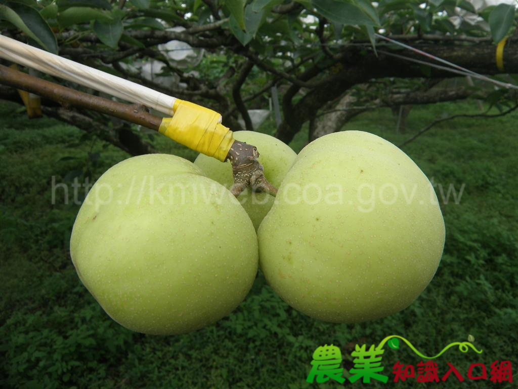 花改場來教撇步　梨果免驚被蟲蛀