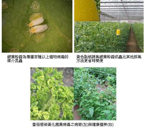 帶病毒銀葉粉蝨監測新技術