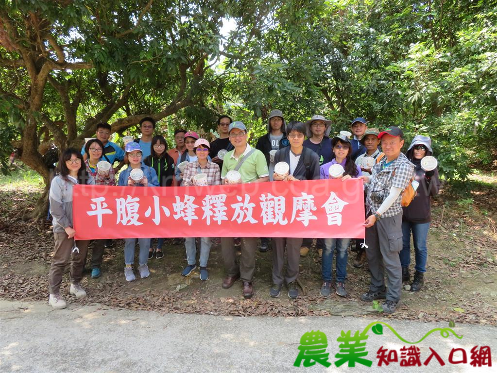 平腹小蜂釋放教學觀摩 農林共同防治荔枝椿象