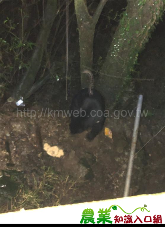 向陽山屋熊出沒，請妥善處理食物並注意安全！