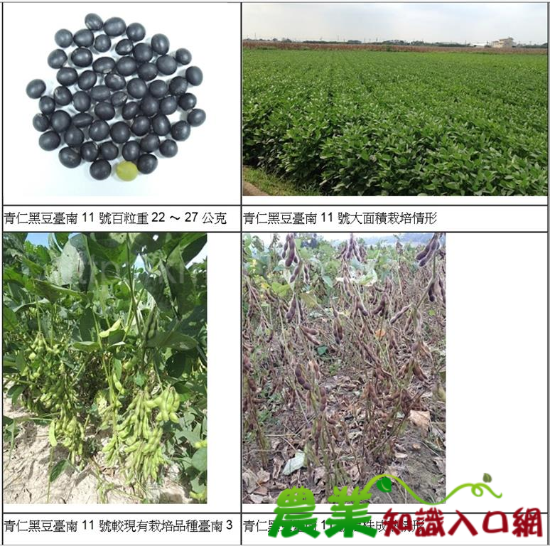 好種、好養生~ 青仁黑豆新品種臺南 11 號