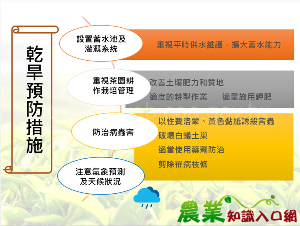 茶改場運用智慧農業工具 推廣茶園防減災技術研發成果