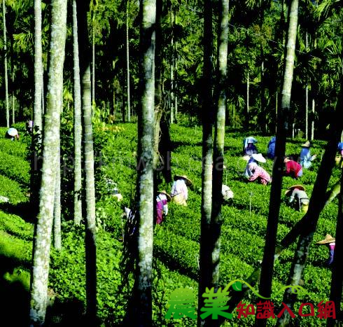 無氧發酵保健茶-佳葉龍茶異軍突起