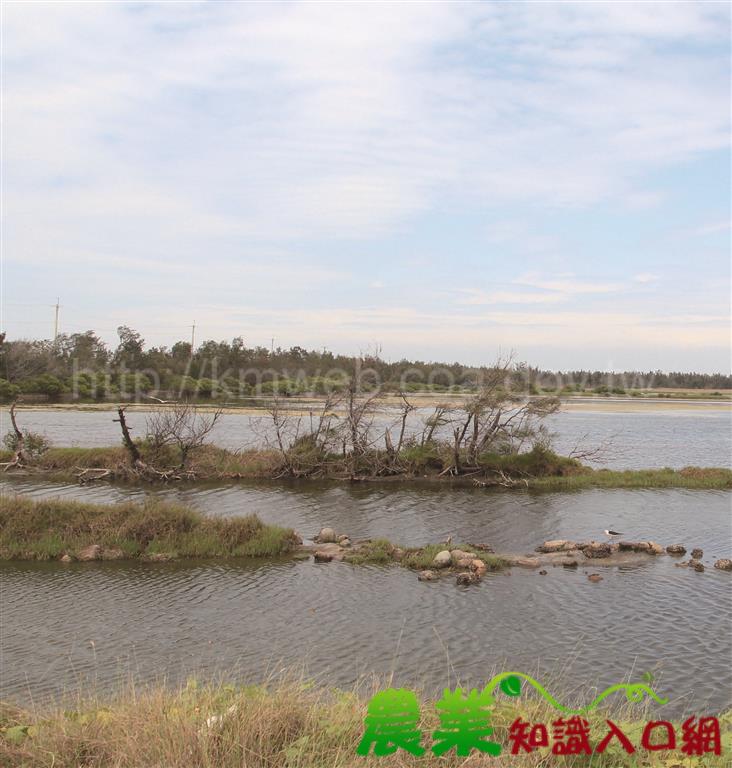 一同「鰲」遊水鳥樂園　鰲鼓濕地森林園區