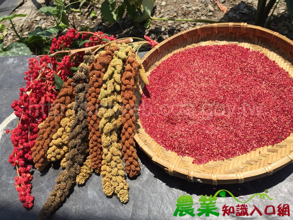屏東紅寶石變身鮮食 健康美味進駐全家