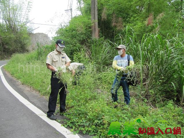 剷除銀膠菊，全民動起來