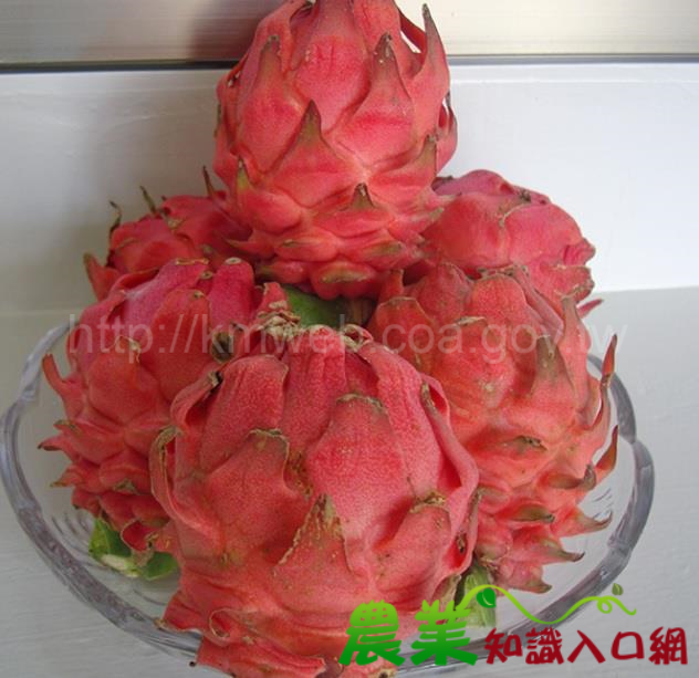 紅龍果新寵「小甜甜」果實甜美-農試所成功選育紅龍果新品種台農1號,給消費者享受幸福的新口感與視覺