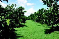 麻豆地區兩種常見果園地被植物介紹