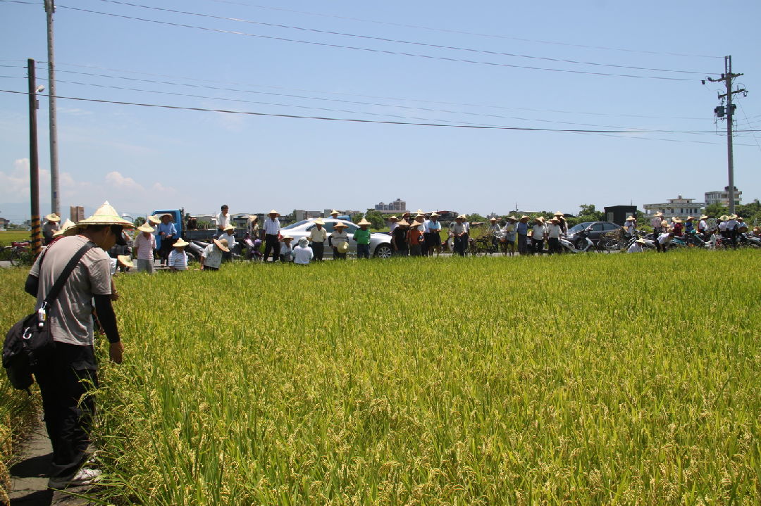 好吃好種好管理，花蓮農改場推薦優良水稻品種「花蓮21號」栽培管理秘訣