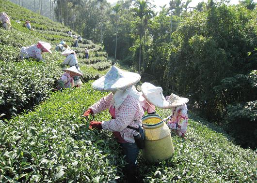 上山找茶去（冬茶上市）