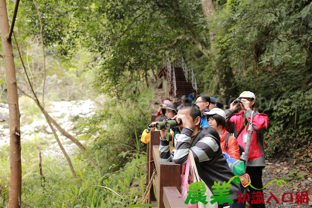 迎接八仙山冬季的貴客~落櫻繽紛賞鳥樂 開始報名