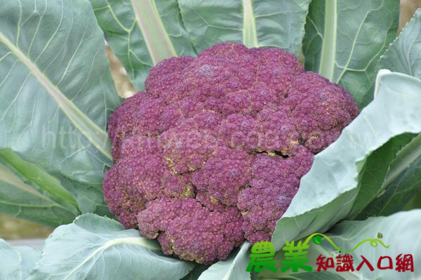 營養美味新選擇—紫色花椰菜台農1號