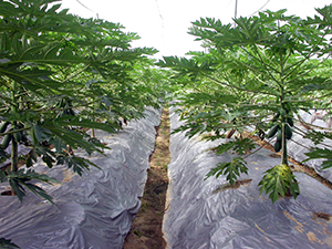 木瓜病蟲害非農藥防治與健康管理