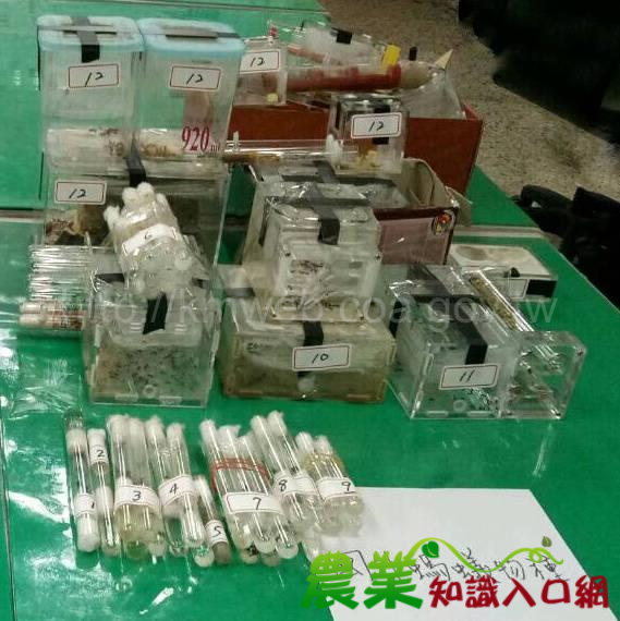 防檢局與警方共同查獲走私具危害農作物風險之螞蟻