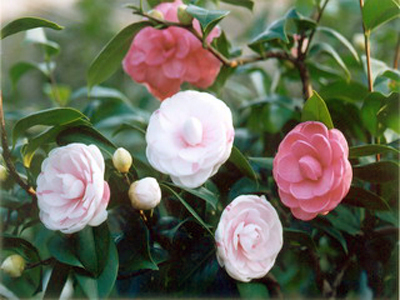 12/13新竹茶花季　千種茶花現嬌蕊