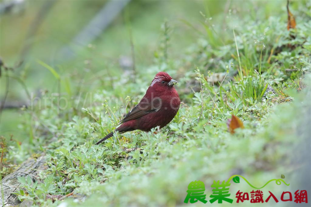 農委會公告修正陸域保育類野生動物名錄 自108年1月9日生效 提醒民眾注意