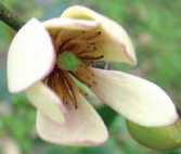 龍牙草‧艾草‧含笑花