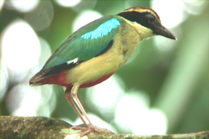 淺山傳奇—雲林湖本八色鳥育雛記實影像呈現