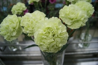 溫馨五月情、花卉獻孝心