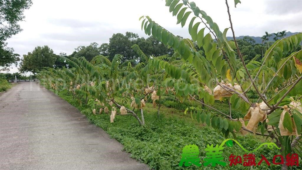 保證責任臺東縣銓益農業運銷合作社