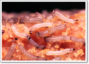 巧借惡蟲之力，出奇制勝