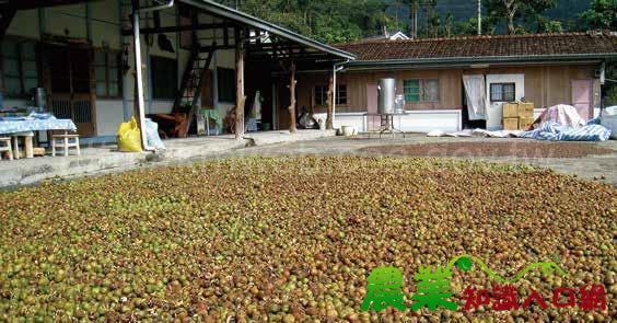 油茶樹轉作推廣(二)